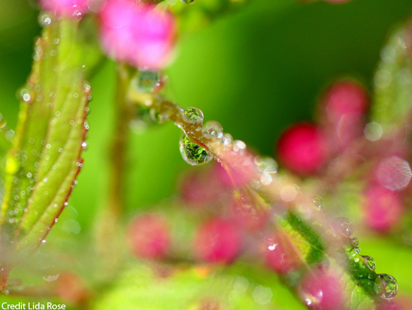 Garden Rain Flower Garden Rain Flower