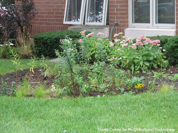 Backyard's Rain Garden Backyard's Rain Garden